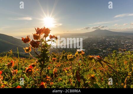 Emotional sunset with flowers and warm light, Gulf of Naples in background with mount vesuvuis, Campania regon, Italy. Stock Photo