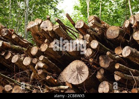 Stacked rough timber and wooden logs lie in the forest. Low angle. Ecology. Deforestation and environmental protection concept. Stock Photo