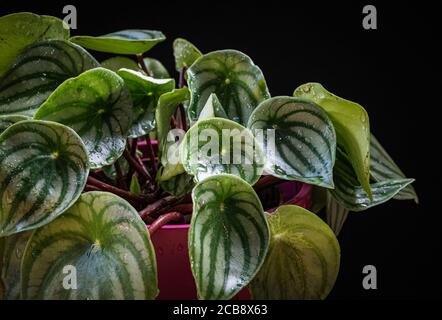 Watermelon peperomia (peperomia argyreia) plant with attractive stripy pattern on dark background. Stock Photo