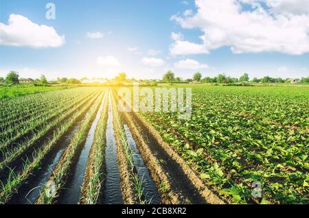 Water flows through irrigation canals on a farm leek onion plantation. Water supply system, cultivation in arid regions. Agriculture and agribusiness. Stock Photo