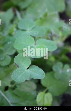 Organic backyard gardening of the common clover plant, trefoil, trifolium. Stock Photo