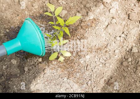 Freshly planted tomato seedlings are watered from a watering can in the greenhouse Stock Photo