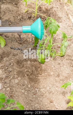 Freshly planted tomato seedlings are watered from a watering can in the greenhouse Stock Photo