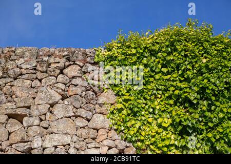 View at the exterior rustic wall in granite stone masonry with vegetation... Stock Photo