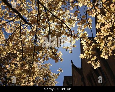 Low angle shot of a yellow-leaved tree under the sunlight Stock Photo