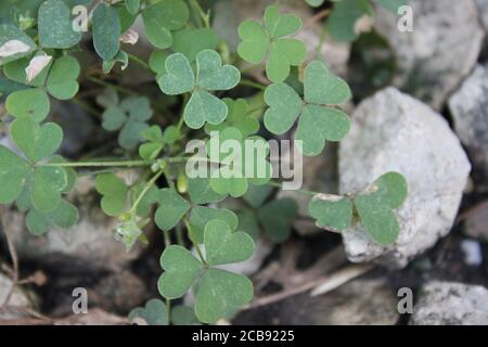 Organic backyard gardening of the common clover plant, trefoil, trifolium. Stock Photo