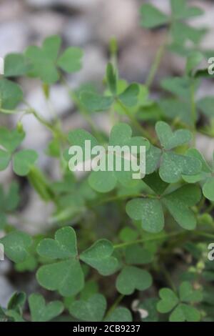 Organic backyard gardening of the common clover plant, trefoil, trifolium. Stock Photo