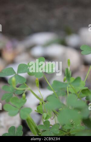 Organic backyard gardening of the common clover plant, trefoil, trifolium. Stock Photo