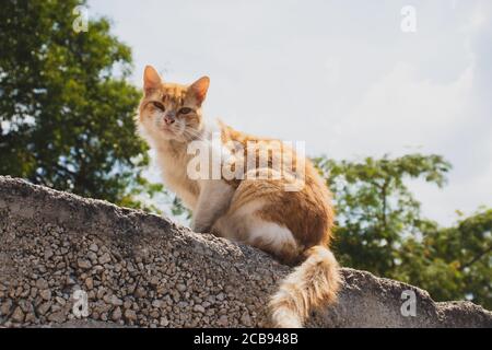 White and orange cat with long hair standing on a wall looking curious and scared. Street stray cat with scratches on her head Stock Photo