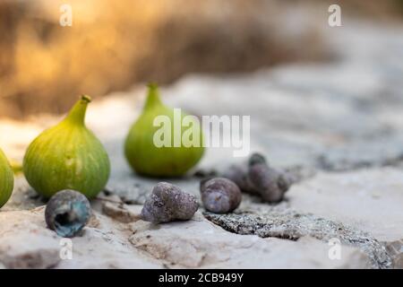 Several green small figs and sea shells standing on the wall, bright summer day Stock Photo