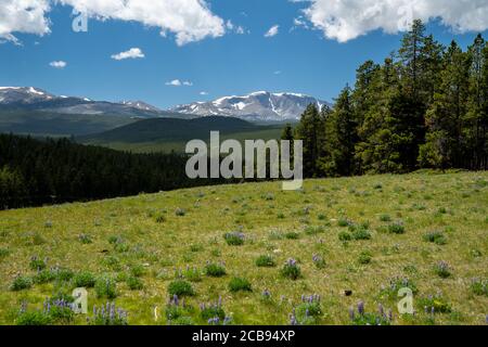 Small patches and bunches of purple lupine wildflowers grow along the Cloud Peak Skying in the Bighorn National Forest, Wyoming Stock Photo