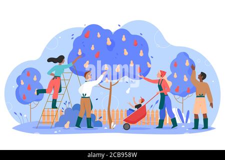 People gardeners working in garden vector illustration. Cartoon flat man woman worker characters gardening, harvesting and picking harvest pears from pear tree, seasonal garden work isolated on white Stock Vector