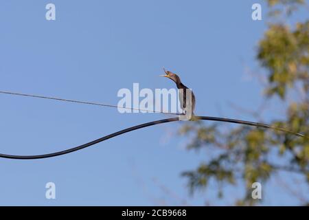 Double crested cormorant sitting on wire Stock Photo