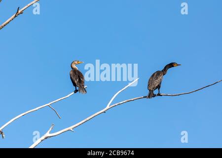 Double crested cormorants sitting on dry tree branch Stock Photo