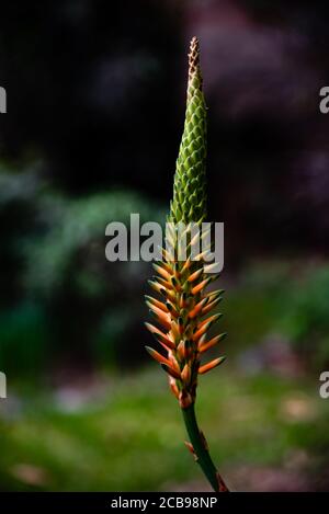 Close up of a young bloom on an aloe plant. Aloe plant flowering in a garden. Stock Photo
