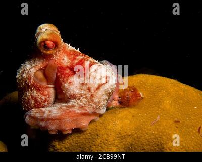Octopus from the caribbean sea,  Riviera Maya, Mexico. Stock Photo