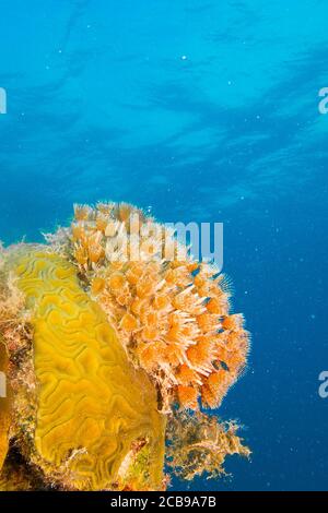 Critters from the coral reefs of the caribbean sea. Stock Photo