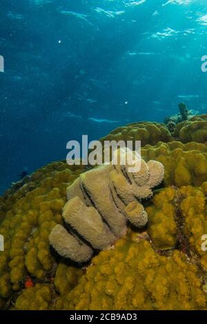 sponges from the coral reefs of the mesoamerican barrier. Mayan Riviera, Mexican Caribbean. Stock Photo