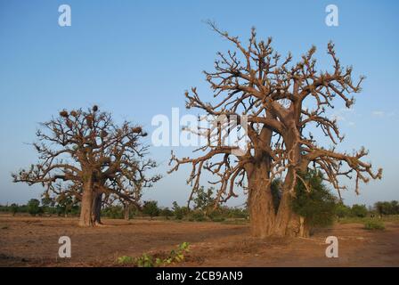 Two large baobab trees stand on the edge of a farmer's field in Niger, West Africa. Stock Photo