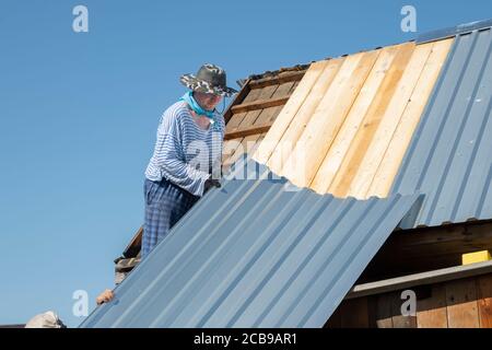 the Builder carefully lifts, holds the roofing iron for repairing the roof of a country house Stock Photo
