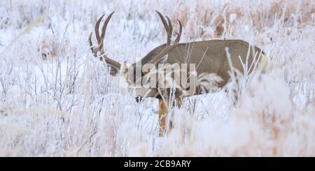 The mule deer Odocoileus hemionus is a deer indigenous to western North America; it is named for its ears, which are large like those of the mule Stock Photo