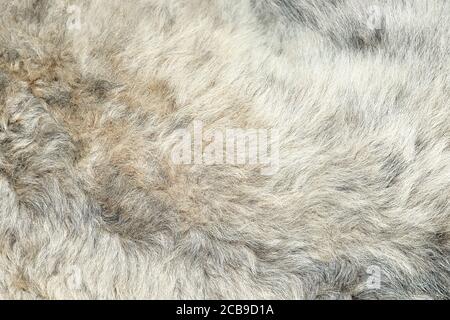 Gray goat fur background. Light gray fluffy fur texture close up Stock Photo