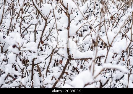 Thorny branches of trimmed bushes are covered with fresh snow. Copy space background Stock Photo