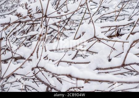 Thorny branches of trimmed bushes are covered with fresh snow. Copy space background Stock Photo