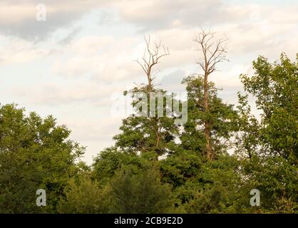 Trees with dry branches on top - without leaves Stock Photo