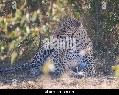 leopard resting in shade licks its lips at masai mara