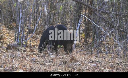 a sloth bear walking in tadoba wildlife reserve Stock Photo