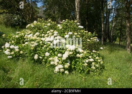 Summer Flowering White Hydrangea macrophylla 'Madame Emile Mouillere' in a Woodland Garden in Rural Devon, England, UK Stock Photo