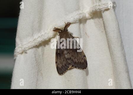 Gypsy moth, Lymantria dispar dispar, male Stock Photo - Alamy