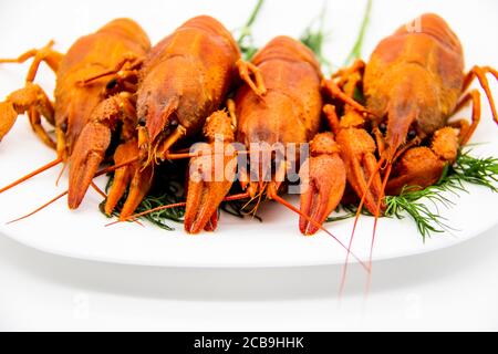Delicious boiled crayfishes on the white plate with a dill. Red boiled crayfish on a plate isolated on a white background. Stock Photo