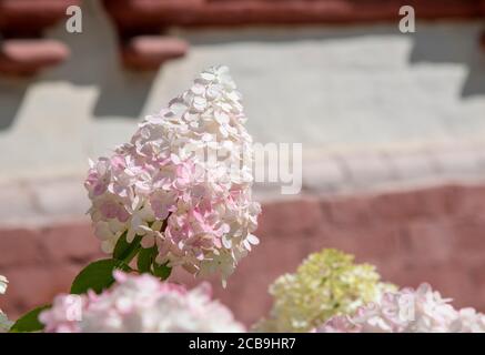 Elegant panicled hydrangea against the background of a brick building. Stock Photo