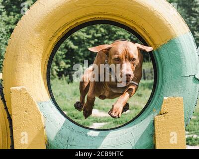 Charming, adorable puppy of chocolate color. Close-up Stock Photo