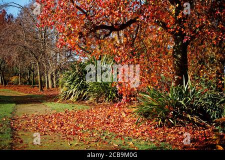 It is Autumn or Fall and the leaves are falling from the trees and covering the ground. Stock Photo