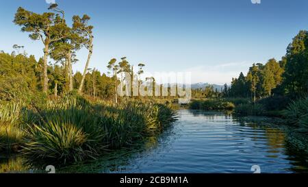 Kahikatea native trees in a Wetland creek leading to Lake Mahinapua, Hokitika, west coast, south island, New Zealand. Stock Photo