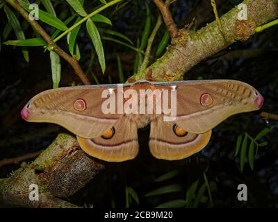 Emperor gum moth viewed from above. South Island, New Zealand. Stock Photo