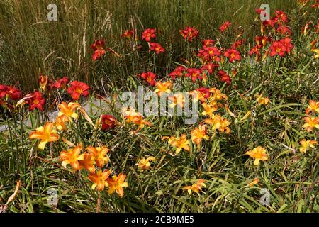 Tiger lilies and urban meadow