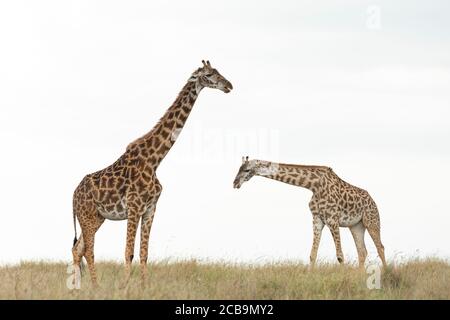 Two giraffe with white background walking in Masai Mara Kenya Stock Photo