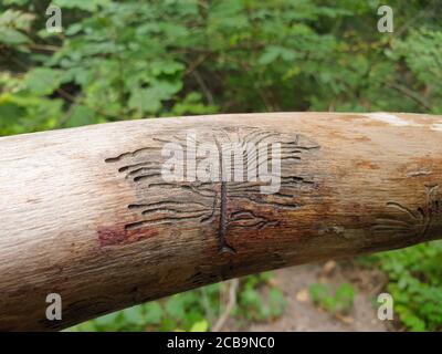 European spruce bark beetle marks on wood. Weird marks of pupa eating wood in the forest Stock Photo