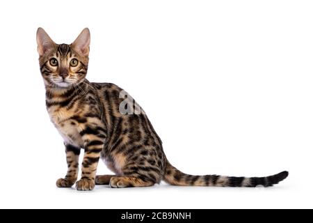 Young  bengal cat kitten, sitting side ways. Looking at camera with greenish eyes. Isolated on white background. Stock Photo