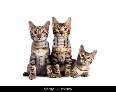 Row of three (snow) bengal cat kittens, sitting beside each other. All looking at camera. Isolated on white background. Stock Photo