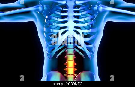 3D illustration showing lumbar vertebrae with intervertebral disc