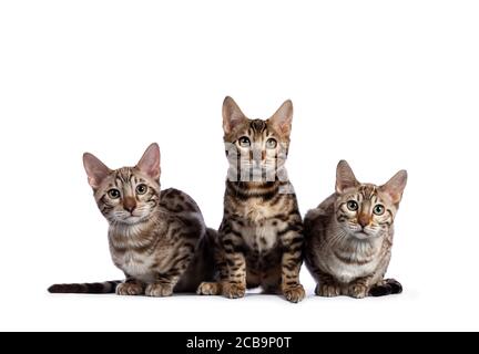 Row of three (snow) bengal cat kittens, sitting beside each other. All looking at camera. Isolated on white background. Stock Photo