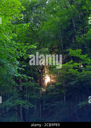 Sun shining through thick forest in the mountains. Tree vegetation and sun rays Stock Photo