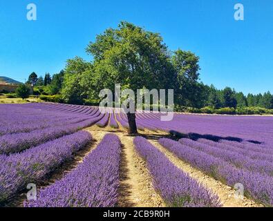 Stunning view of a beautiful lavender field under a blue sunny sky Stock Photo