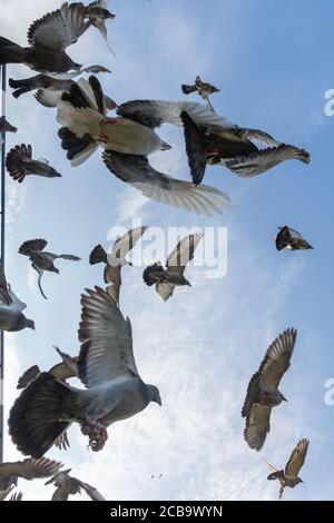 Wollaston, West Midlands, UK. 12th Aug, 2020. Racing pigeons are released into a warm sunny morning in Wollaston, near Stourbridge in the West Midlands, as the hot weather continues even after a night of thunderstorms. The pigeons will reach their destination in Manchester within a couple of hours despite the heat. Credit: Peter Lopeman/Alamy Live News Stock Photo