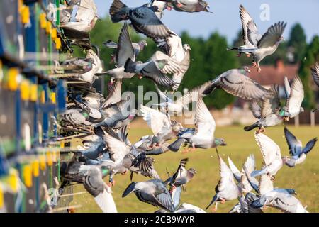 Wollaston, West Midlands, UK. 12th Aug, 2020. Racing pigeons are released into a warm sunny morning in Wollaston, near Stourbridge in the West Midlands, as the hot weather continues even after a night of thunderstorms. The pigeons will reach their destination in Manchester within a couple of hours despite the heat. Credit: Peter Lopeman/Alamy Live News Stock Photo